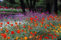 黄花コスモスの咲く公園