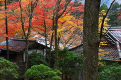 古寺の秋深し
