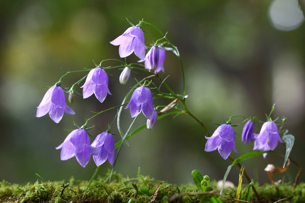 秋の古寺で・・・