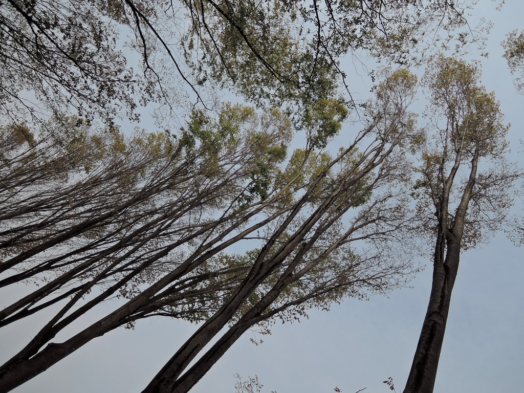木立