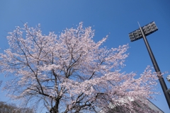 桜とスタジアム