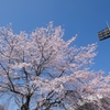 桜とスタジアム