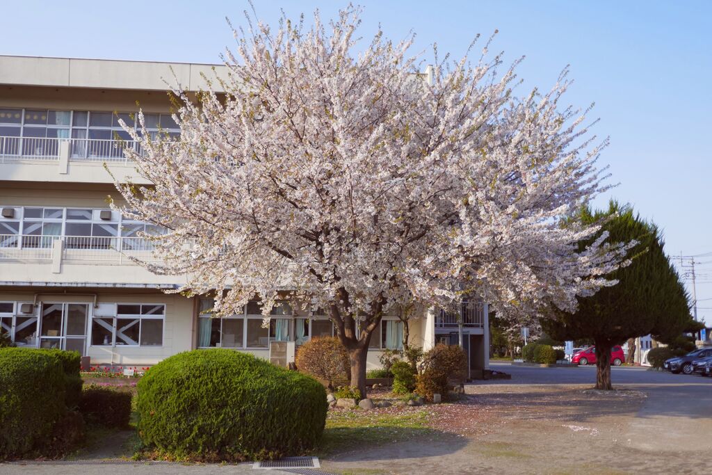 とりあえず桜