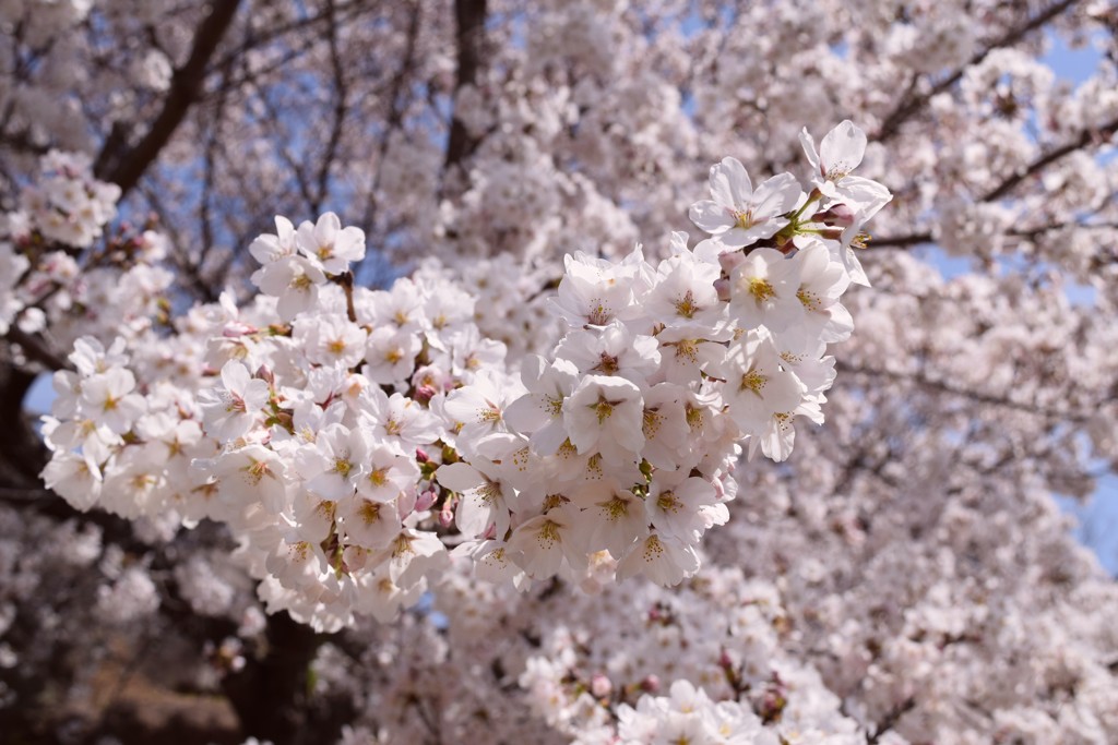 桜