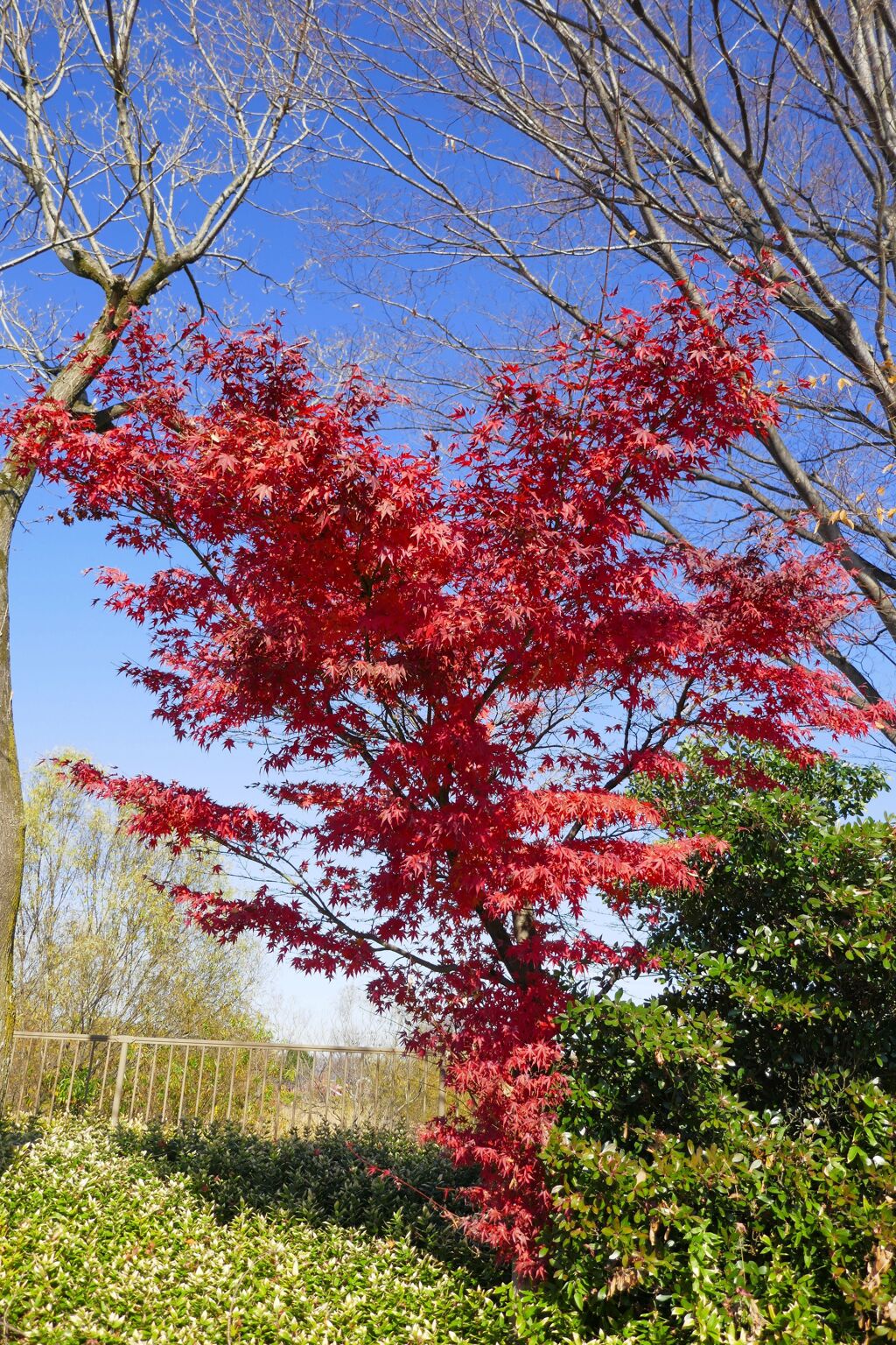 一本だけ紅葉