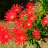 庭の花