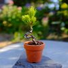 盆栽始めました