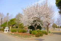 学校の桜2