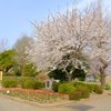 学校の桜2