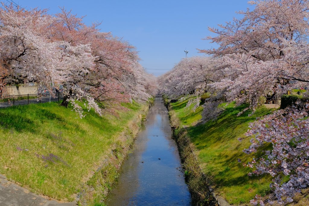 用水路の桜