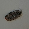 謎の虫