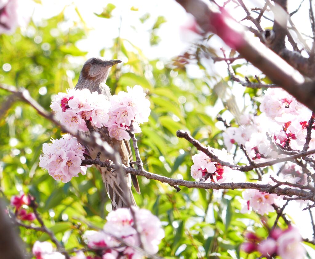 桜と鳥さん