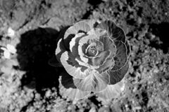 たまにはモノクロームで