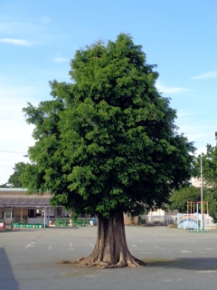 幼稚園の木