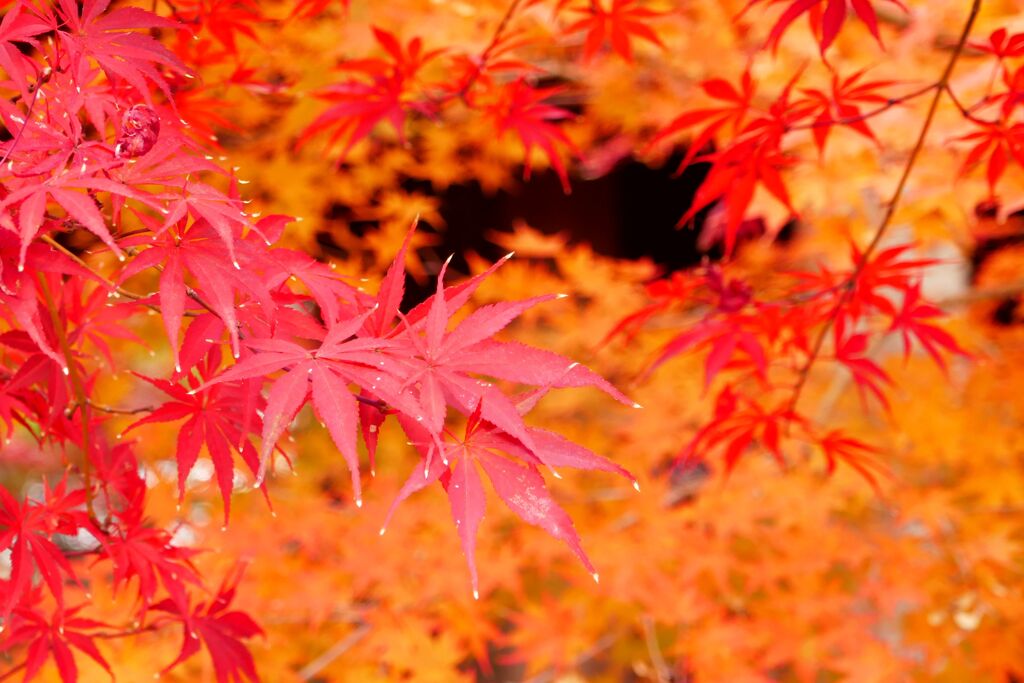 紅葉