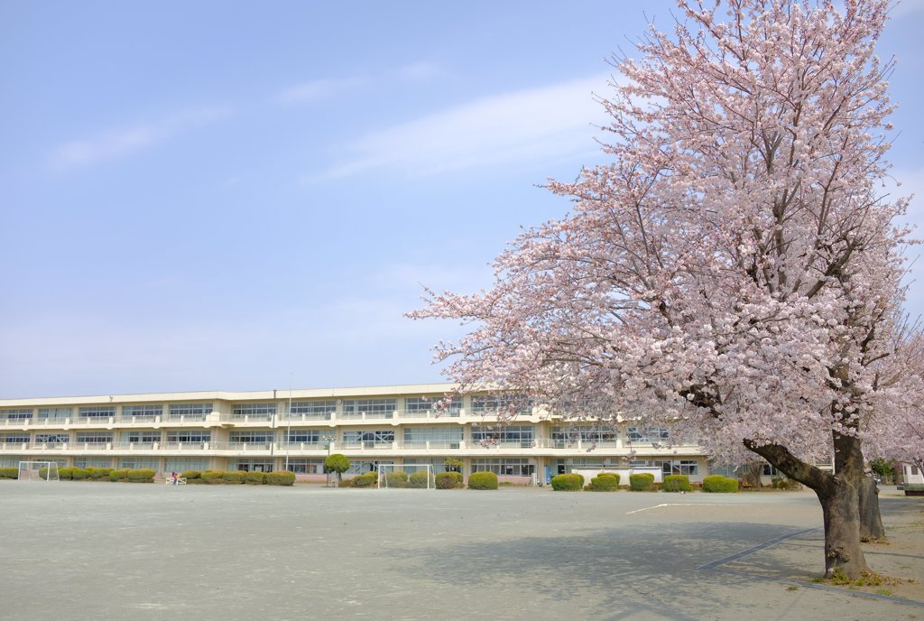 学校の桜