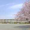 学校の桜