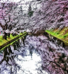 鏡面桜