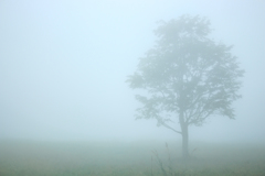 mist 