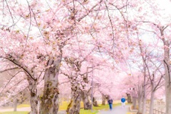 桜通る道