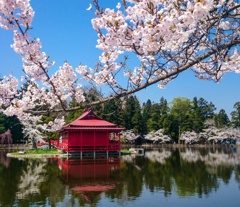 桜reflection
