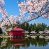 桜reflection