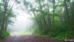 霧の散歩道