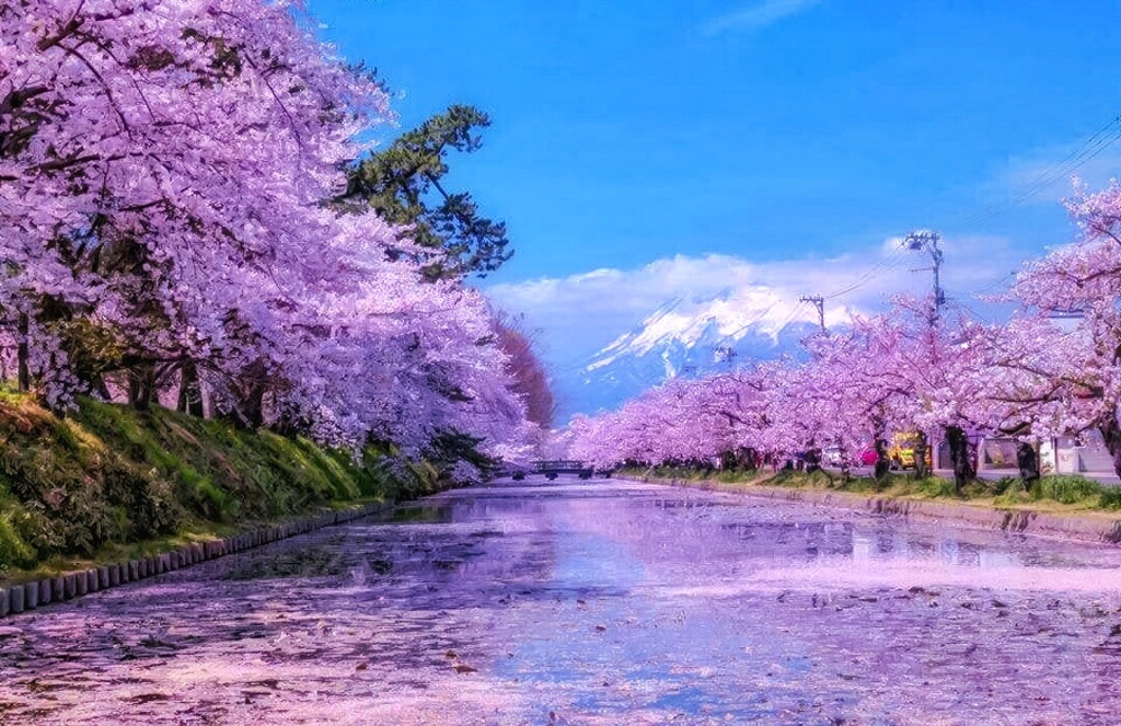 桜reflecton