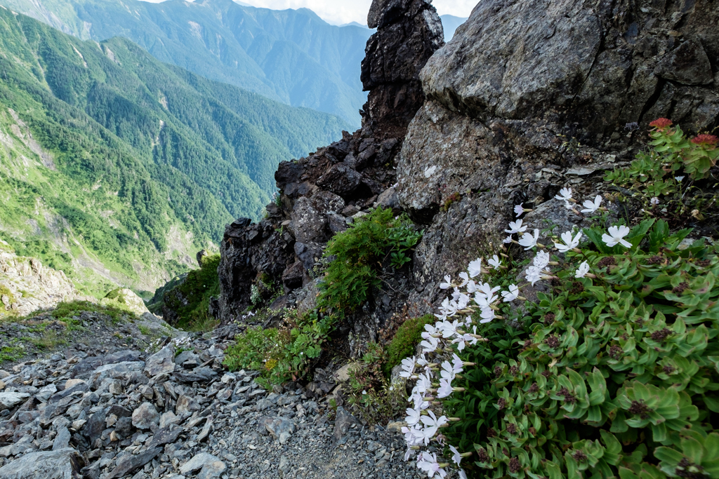 高嶺の花