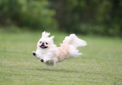 飛行犬　ペキニーズ