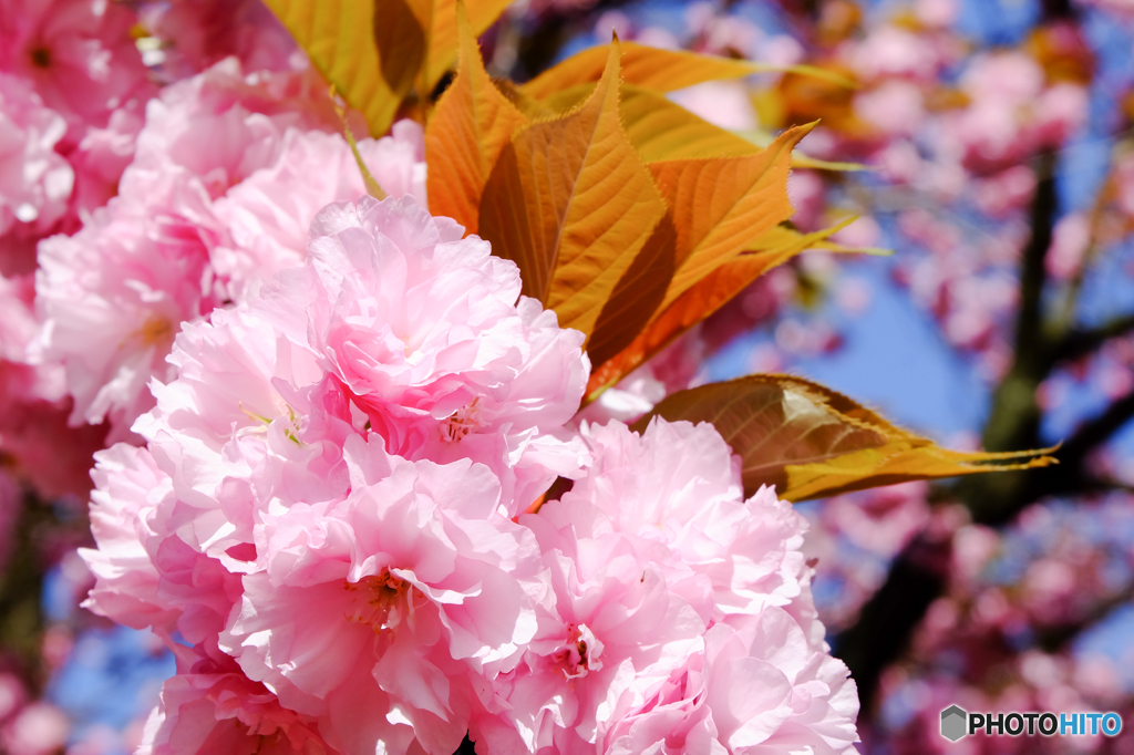 八重桜