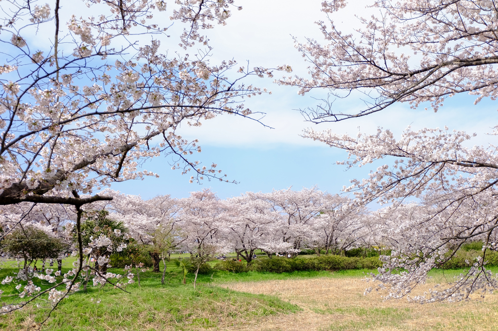 さくら草公園　田島ケ原サクラソウ自生地