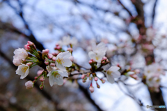 桜　開花2