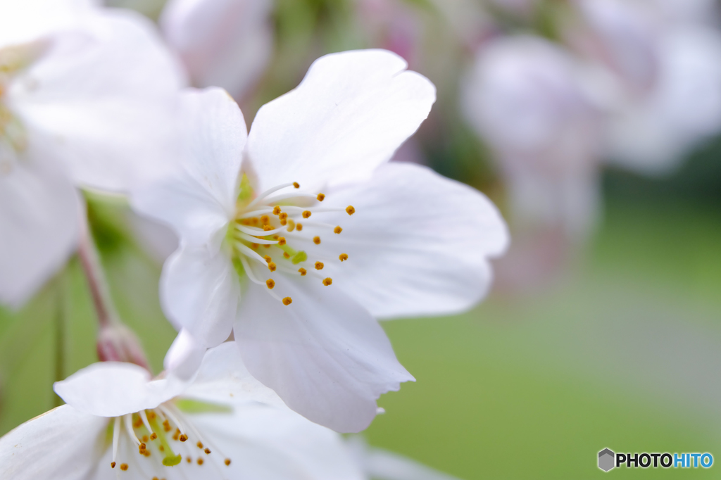 桜 開花