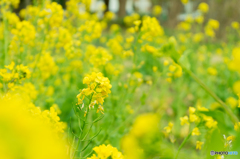 菜の花