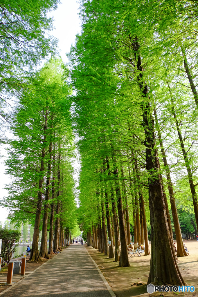 別所沼公園　並木