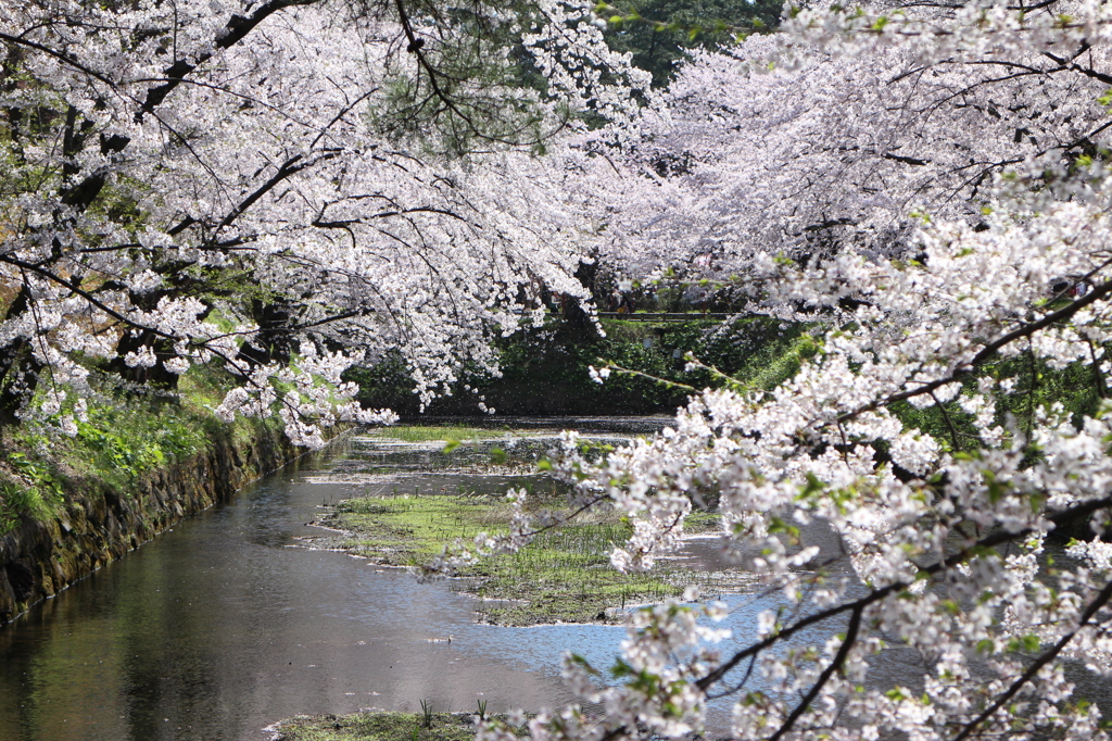 青森県　弘前市