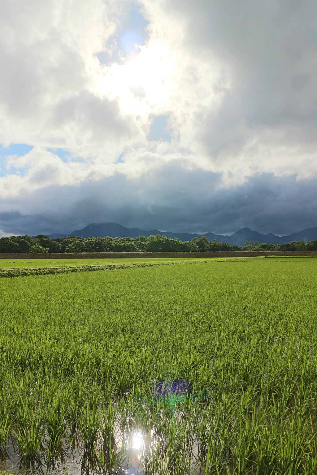 田んぼ