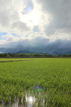 田んぼ