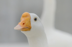 保険いりますか？