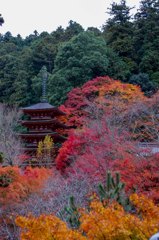 紅葉