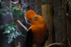 なんの鳥？