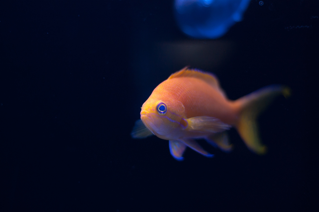 なんの魚？
