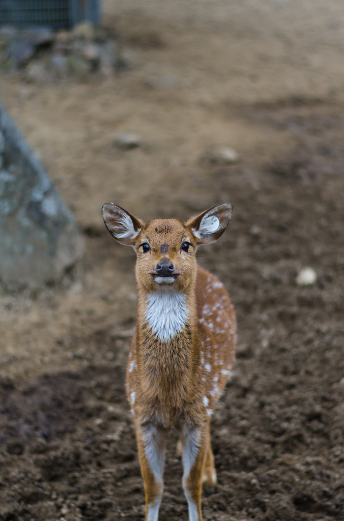 バンビ