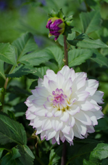 なんの花？