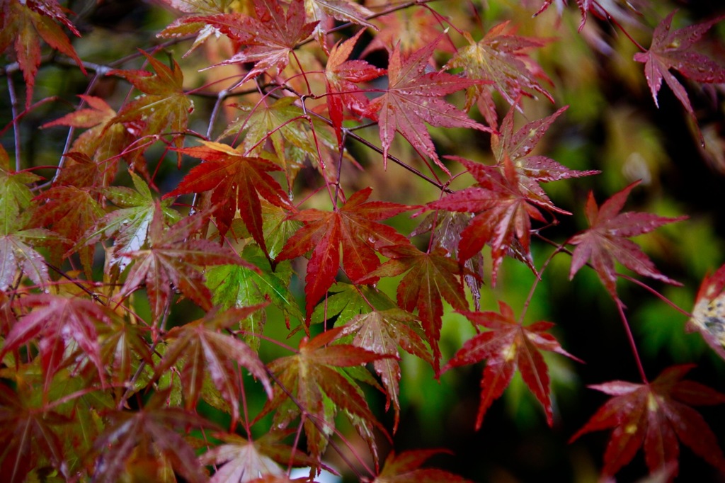 雨の日の紅葉