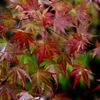 雨の日の紅葉