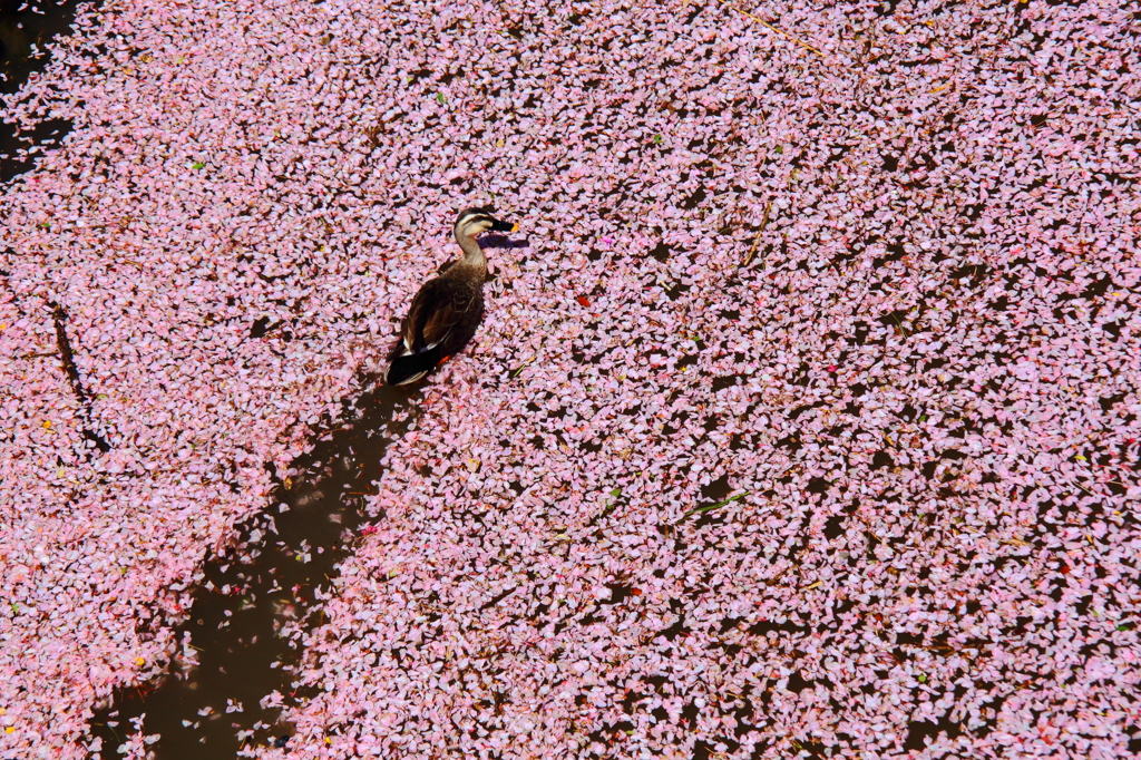 桜吹雪のあと