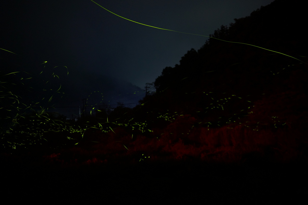 蛍　乱舞