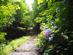 紫陽花の通り道
